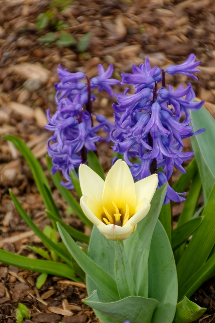 Tulpe