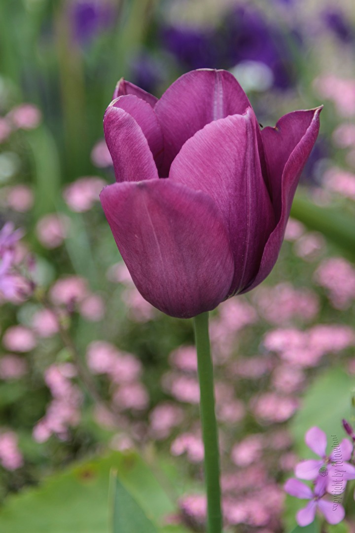 Tulpe