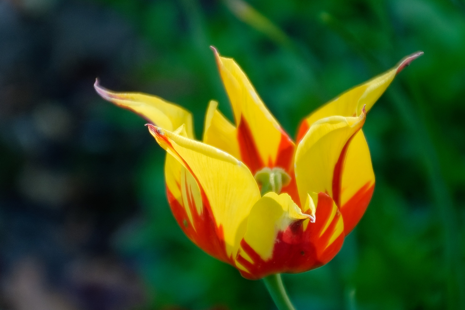 Tulpe