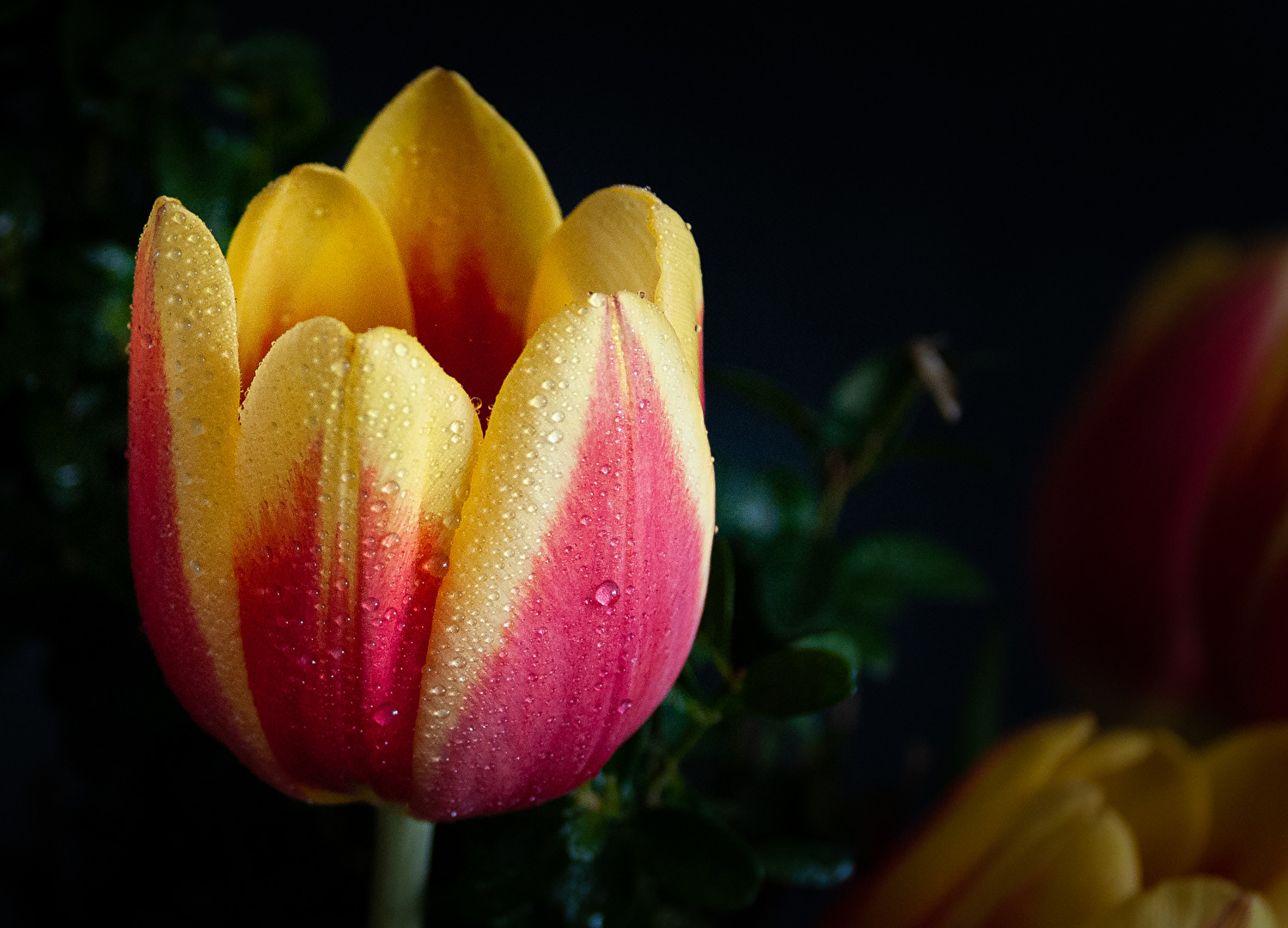 Tulpenblüte mit Wassertropfen