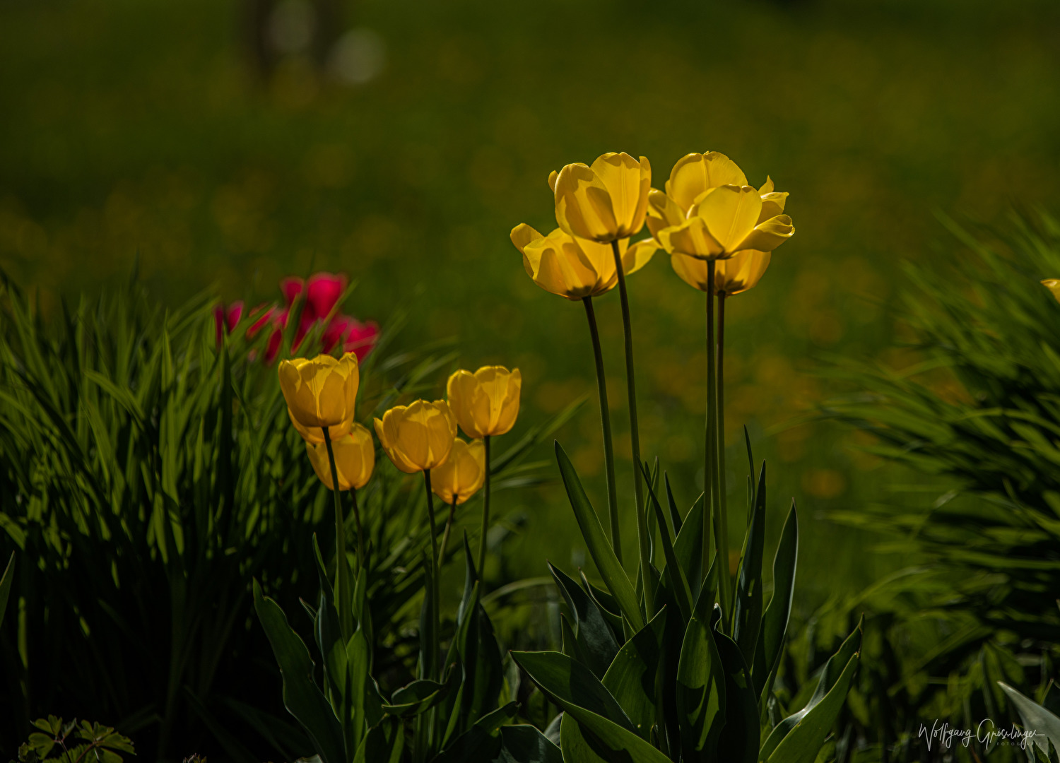 Tulpen im Licht