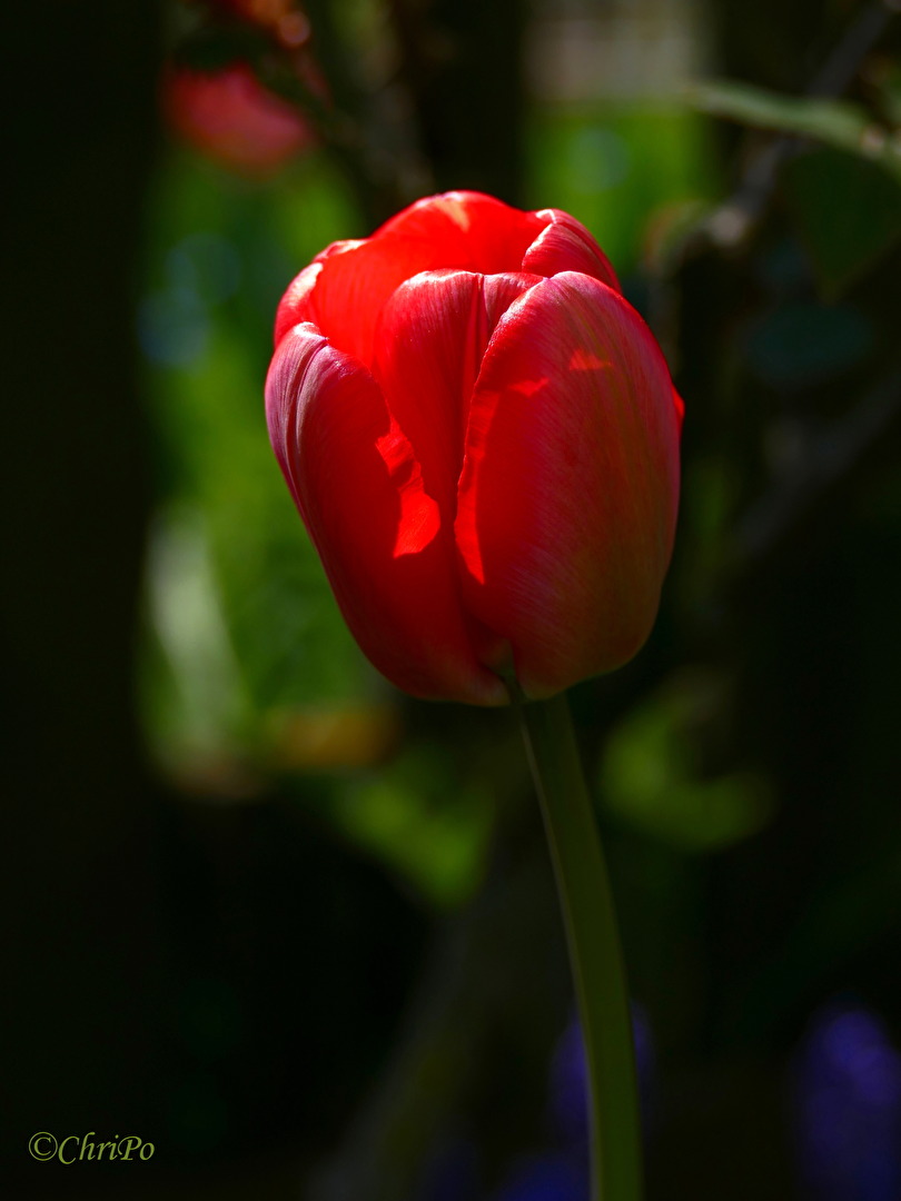 Tulpen
