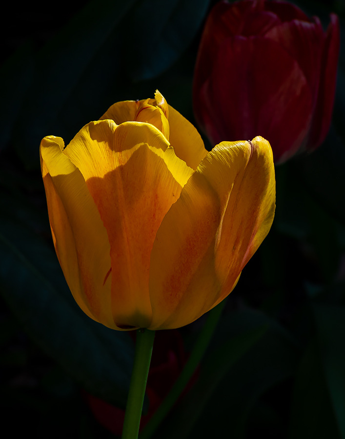 Tulpe