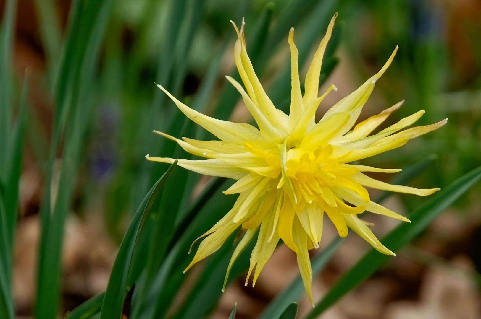Blüte