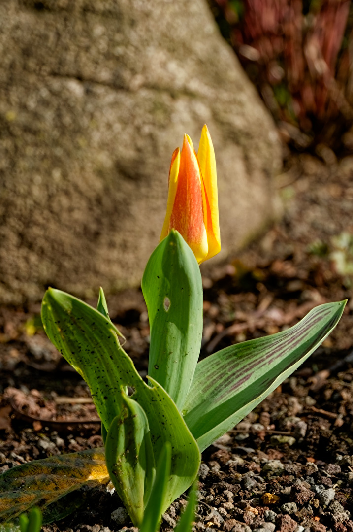 Tulpe