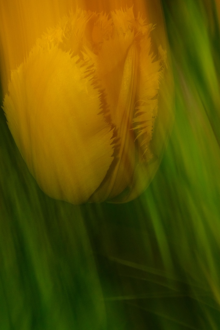 Tulpe in Gelb (ICM)