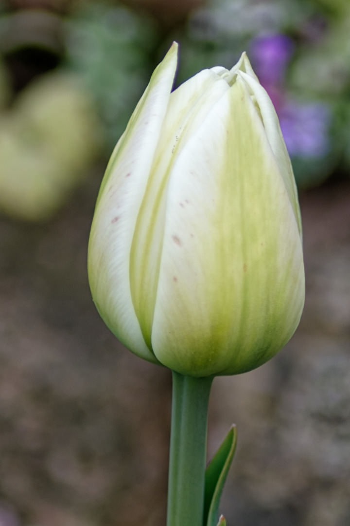 Tulpe