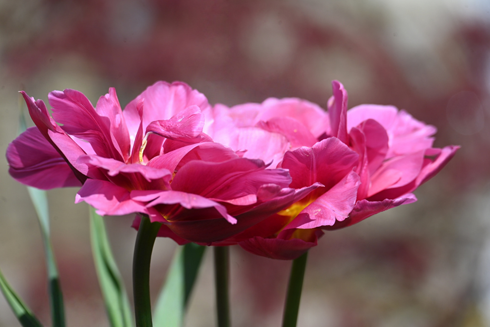 Tulpenblüten