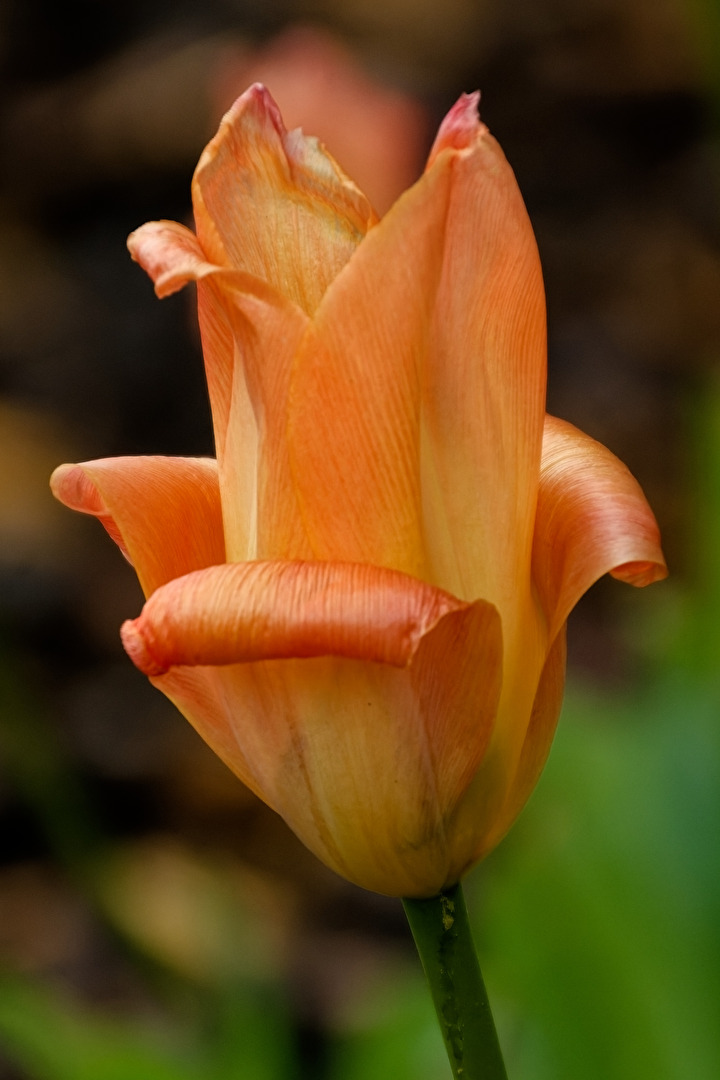 Tulpe