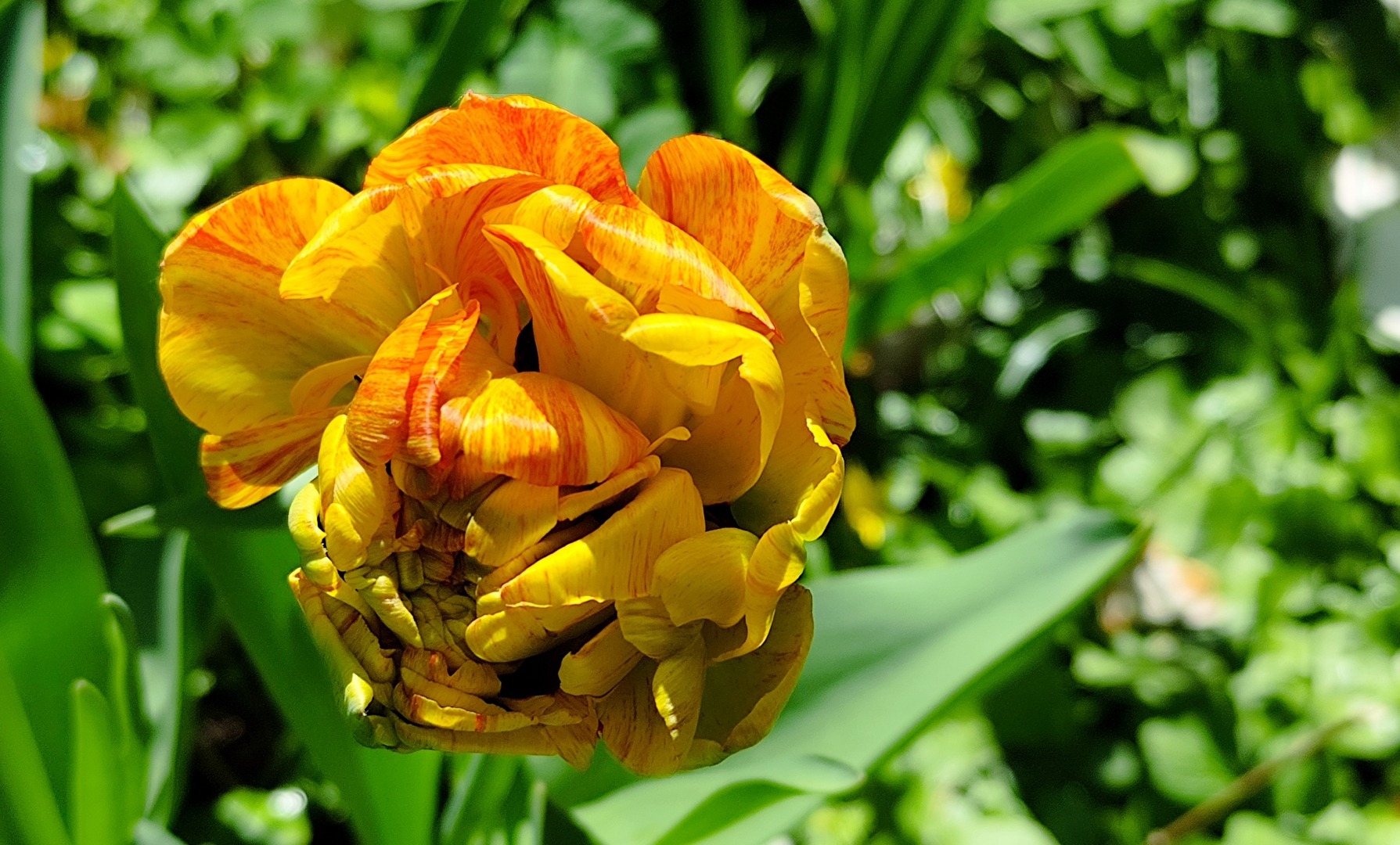 Tulpe
