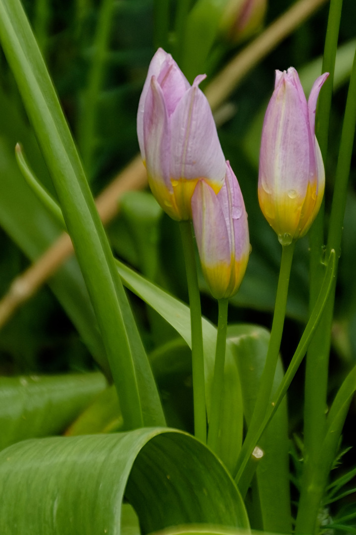 Tulpen