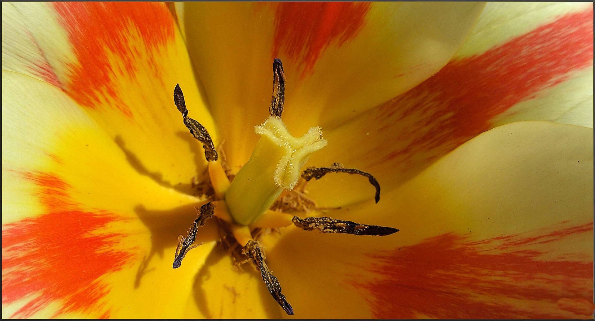 die Seele einer Tulpe