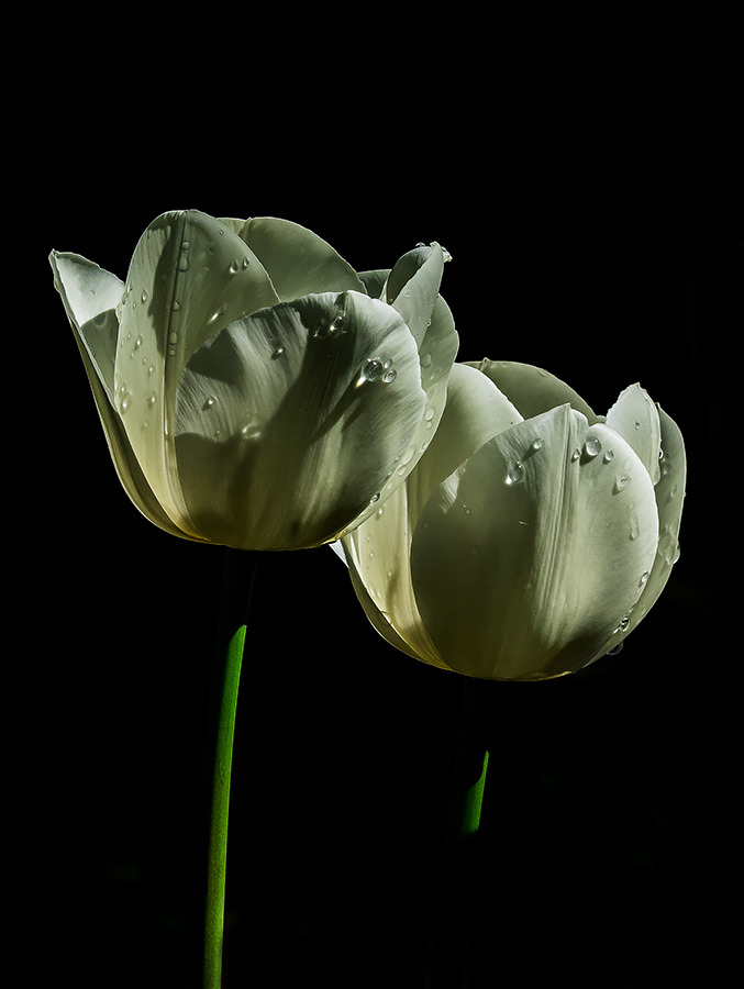 Tulpen