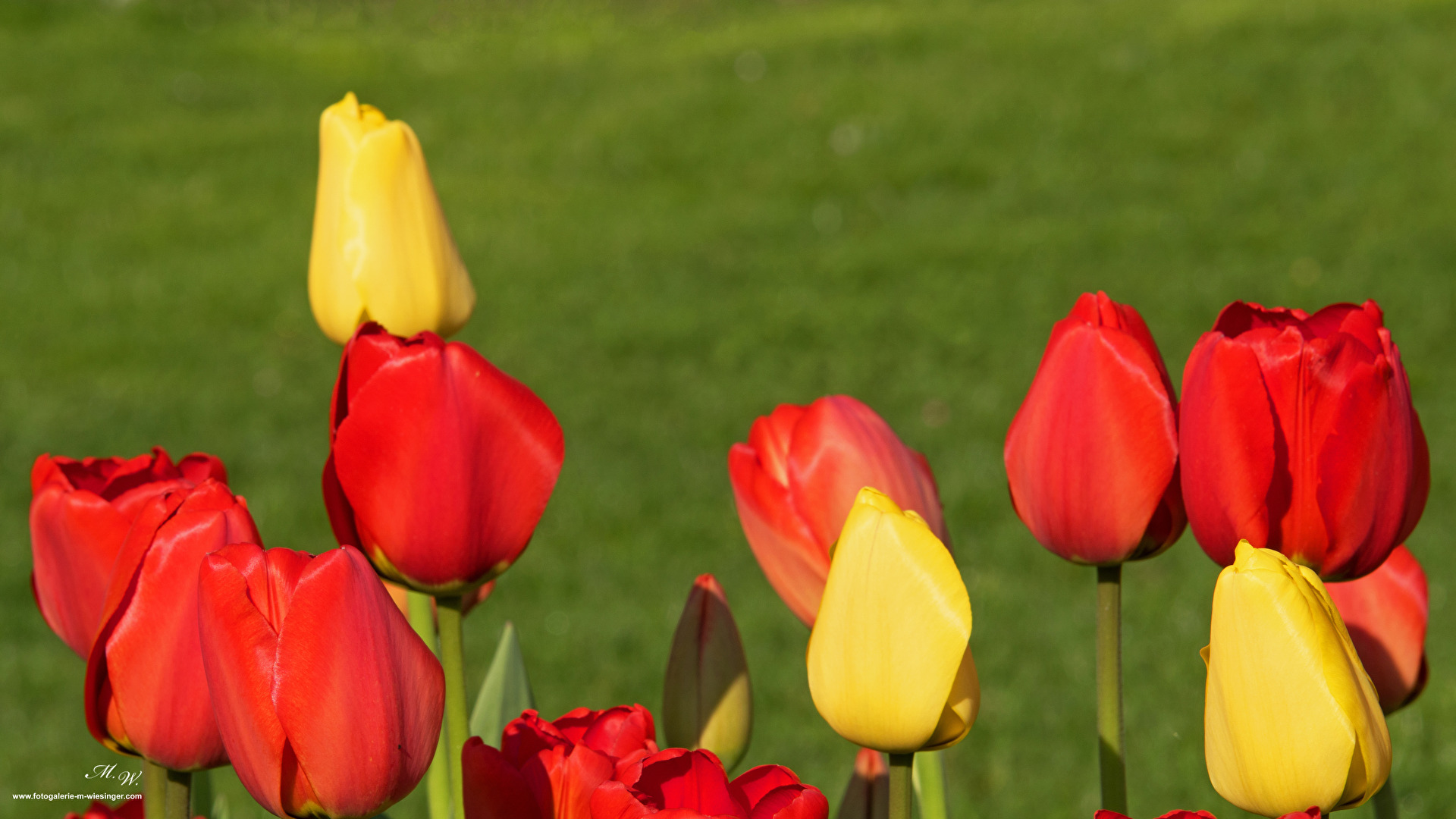Tulpen gelb rot