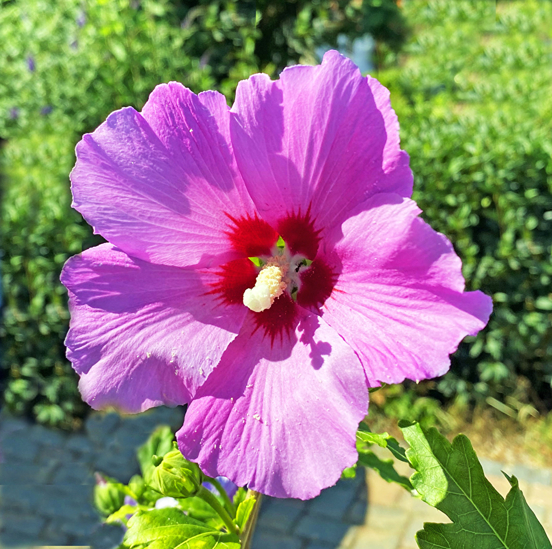 die Blüte hat mich angelacht...