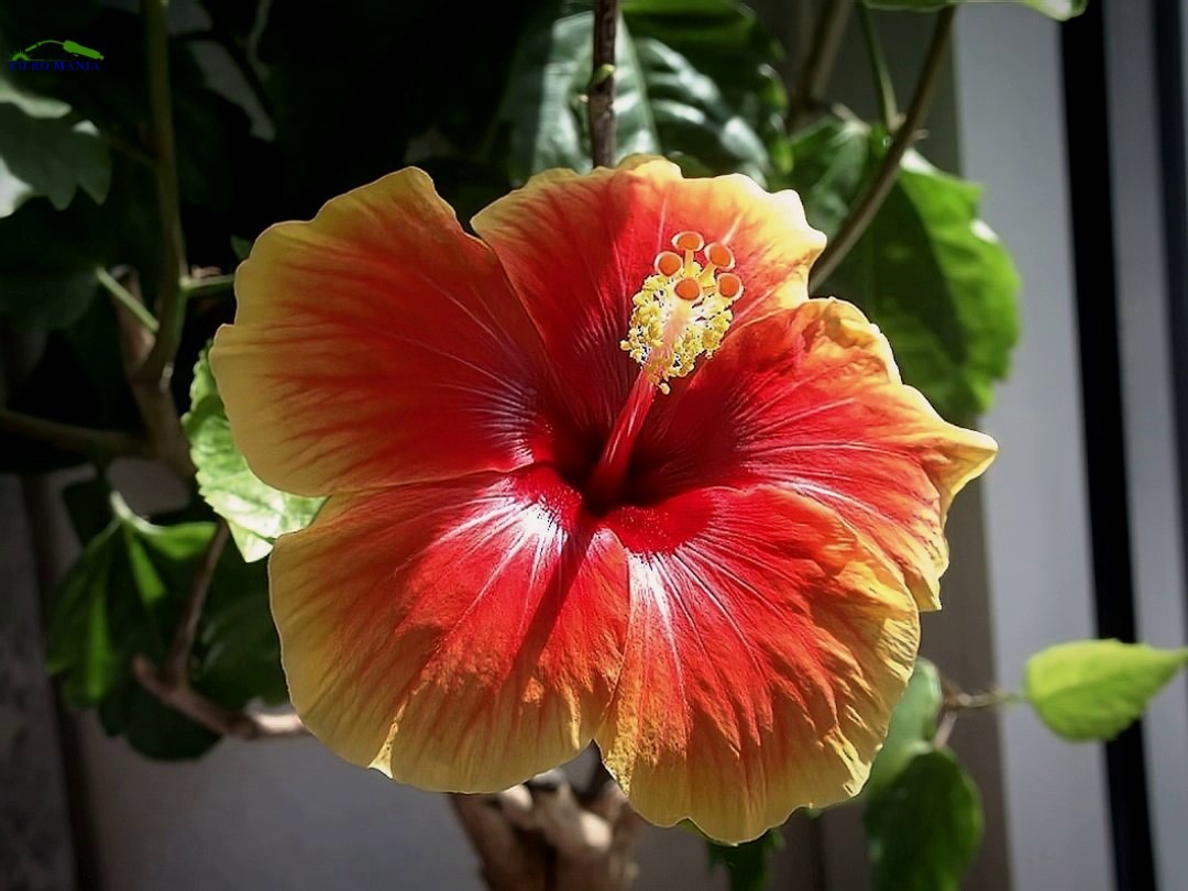 Hibiskus