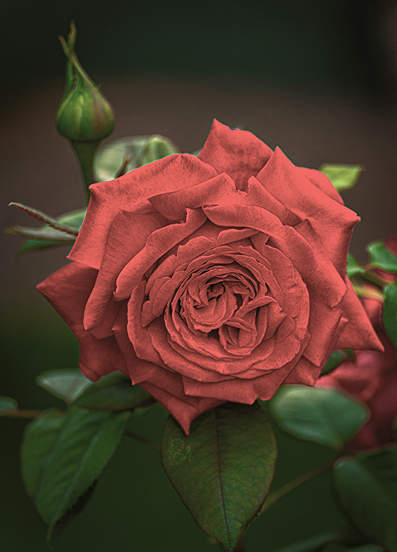 wolle Du "Rose" gaufe ??