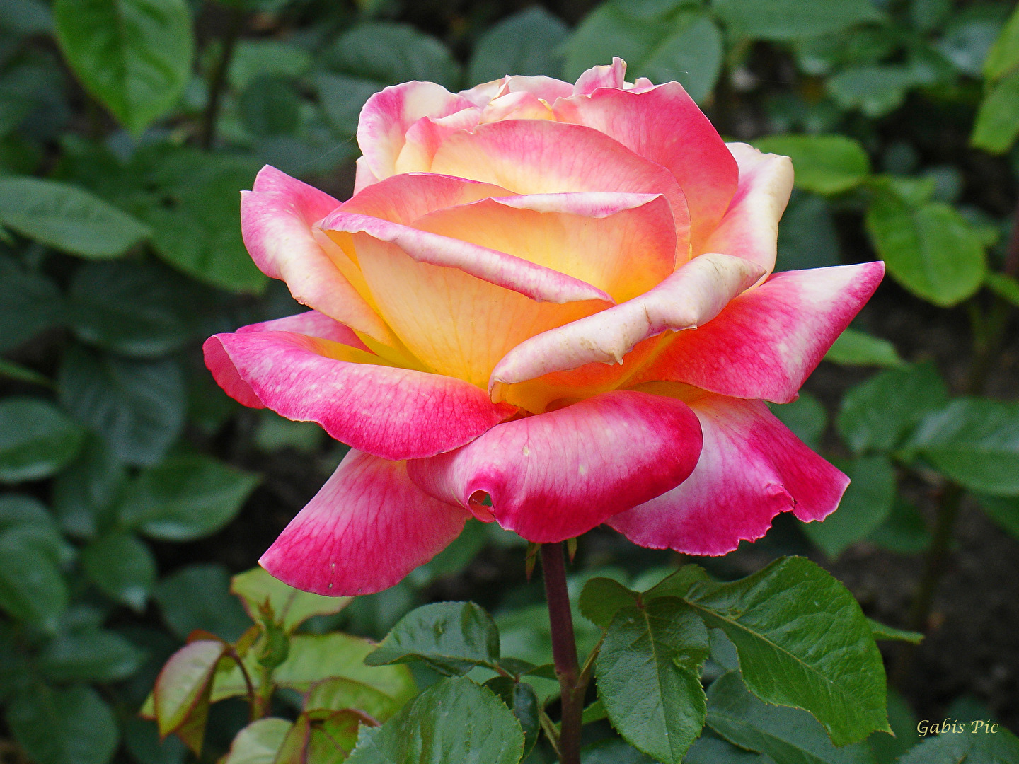 Rose Gloria Dei