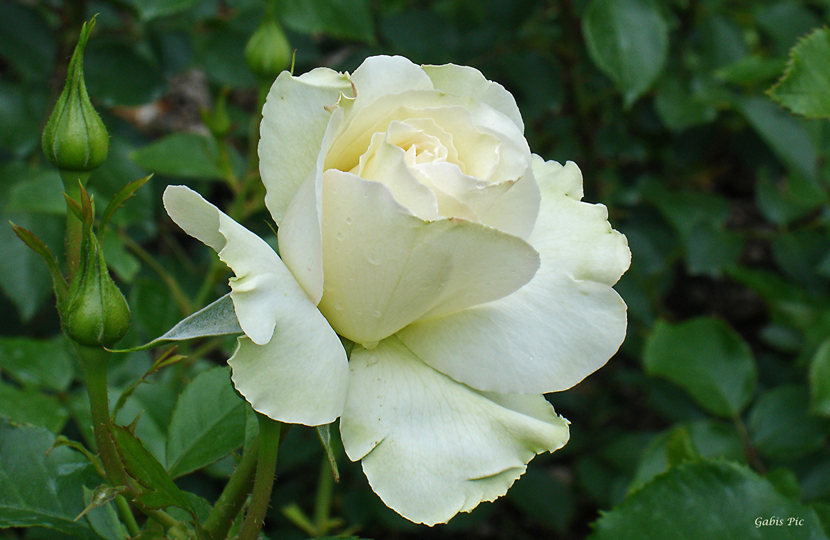 Rose "Margot Merrill"