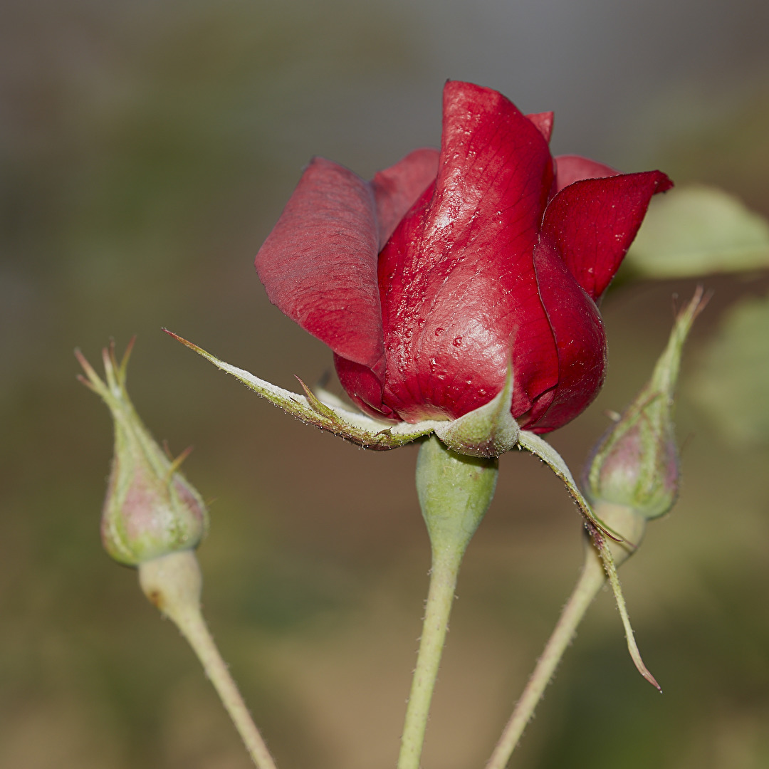 rot test sensor 5ds r