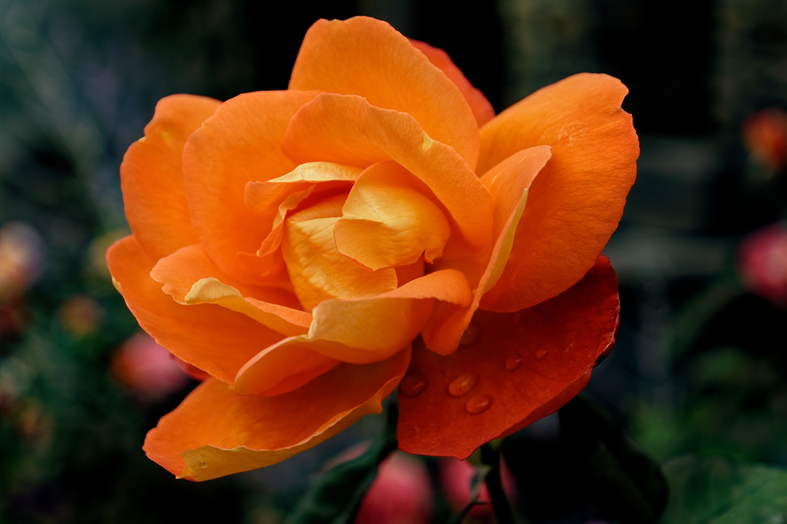 Rosenblüte