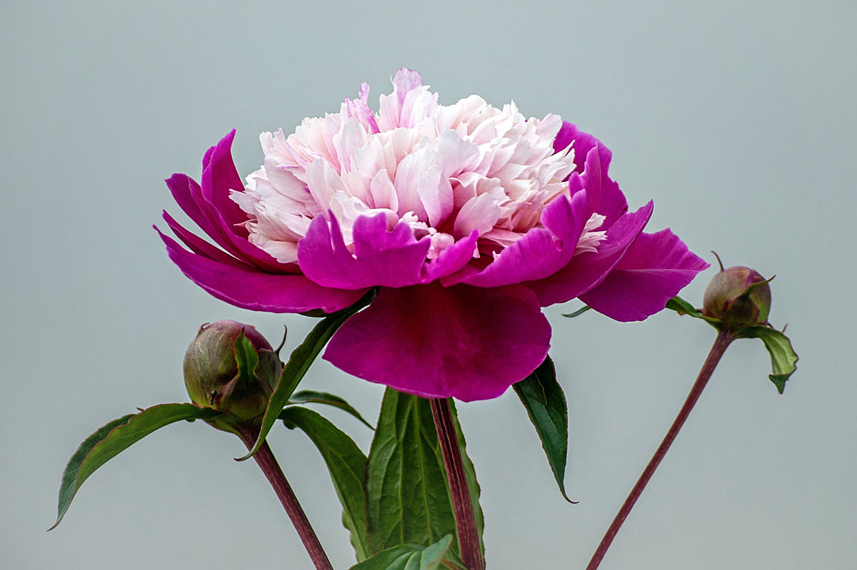 Als erste aufgeblüht...