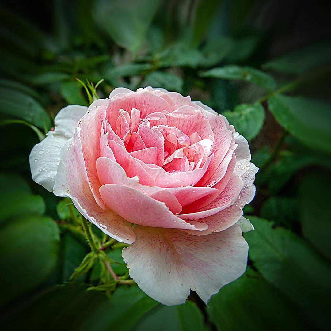 Eine letzte Blüte...