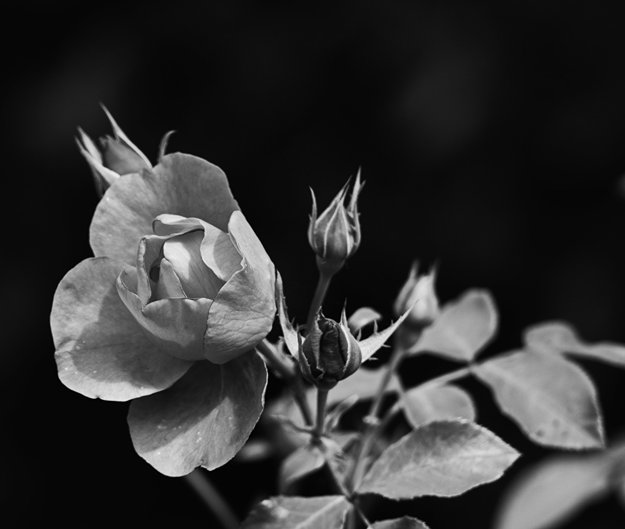 Rose in B/W