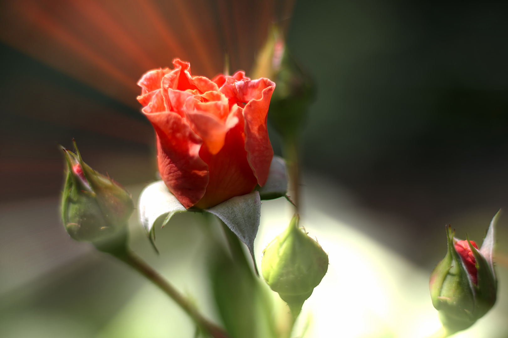 Eine Rose geht auf. Einfach schöne Momente die man in seinem Herzen in Erinnerung behalten sollte.