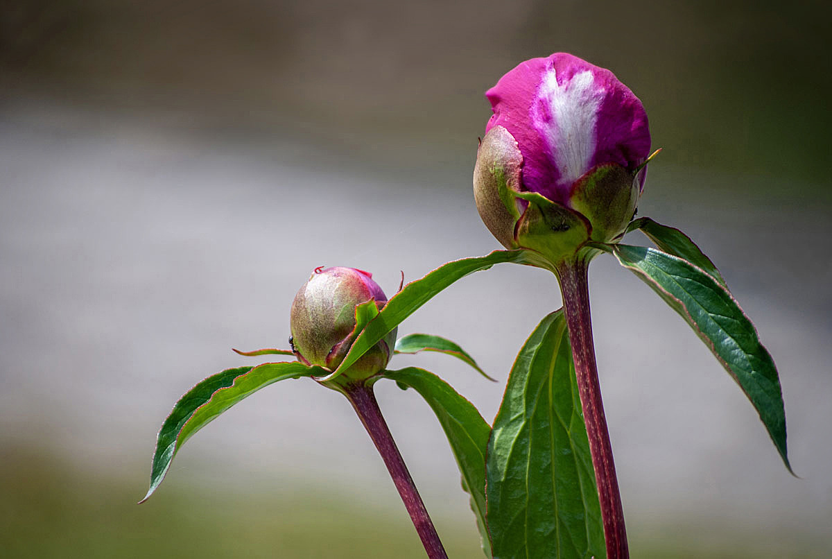 Blütenknospen Pfingstrosen...