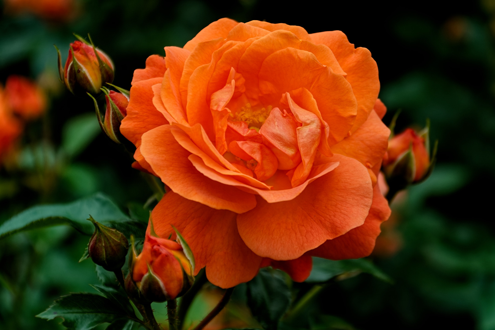 Rose
