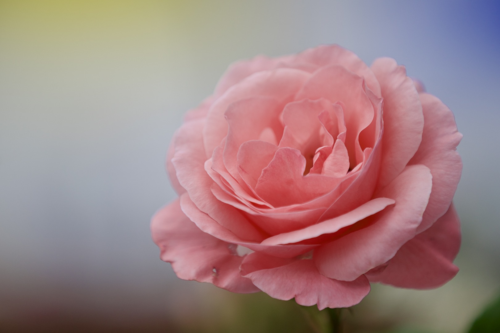 #Rose