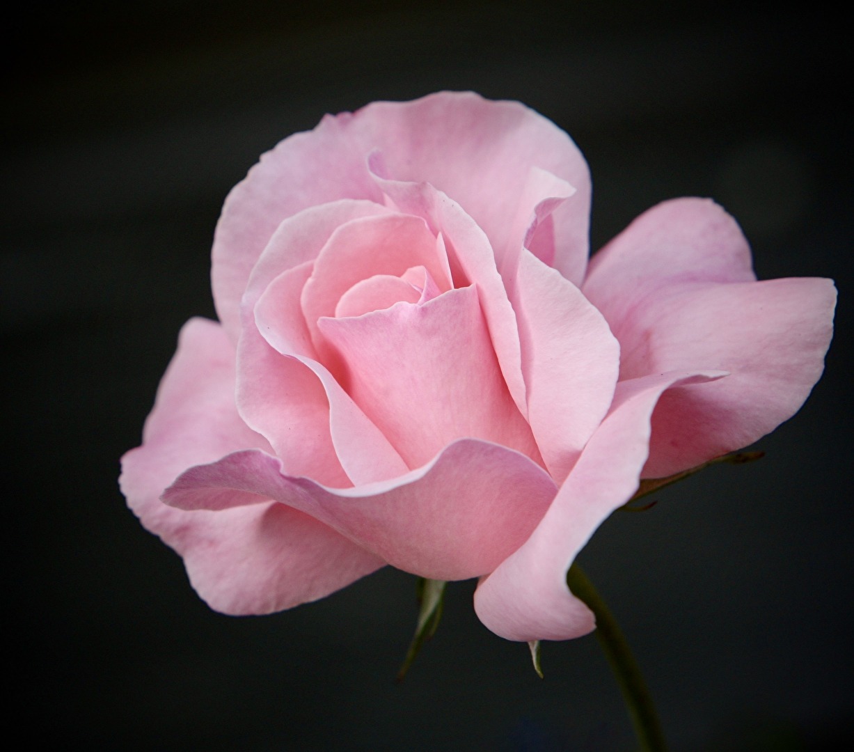 #Rose