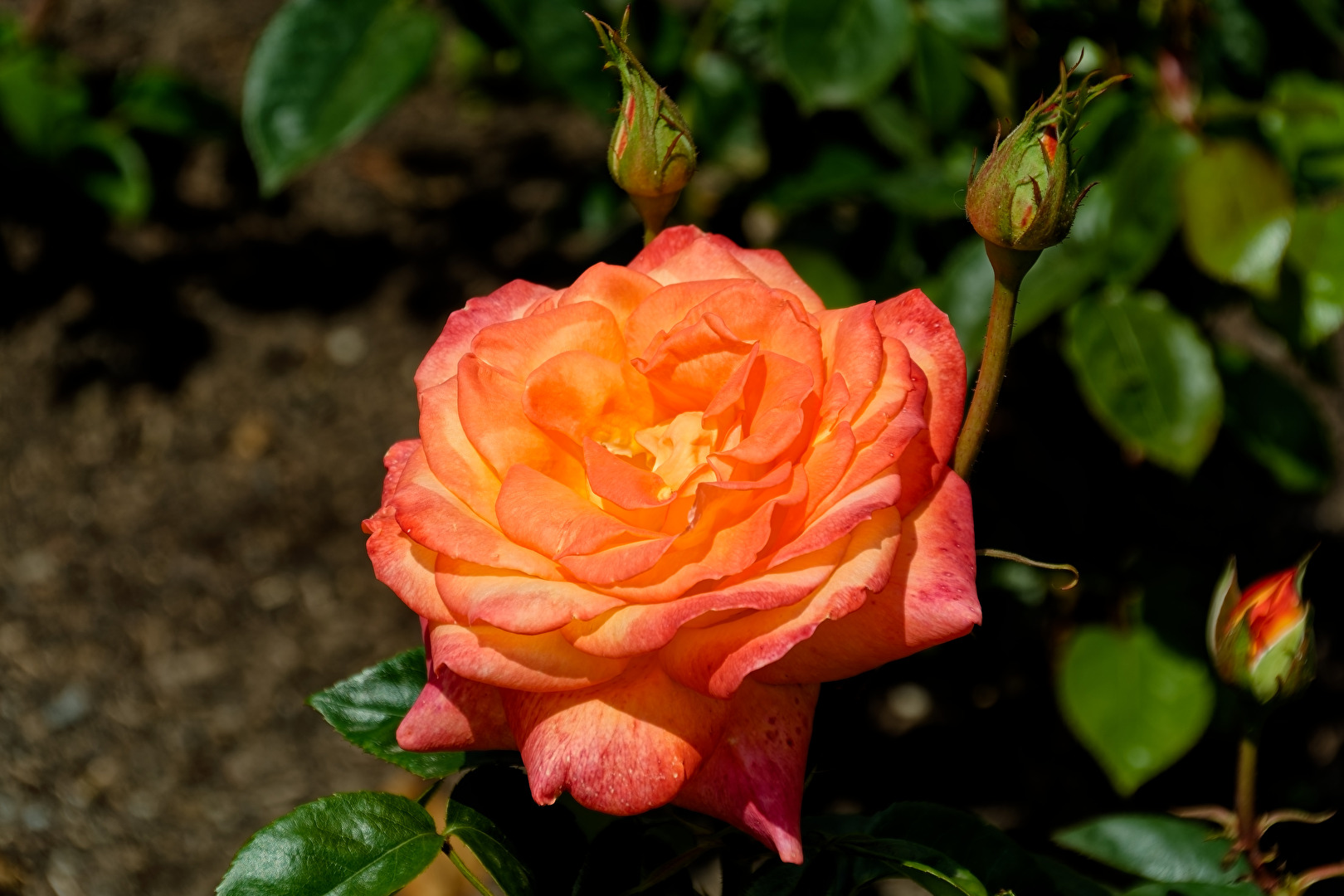 Rose