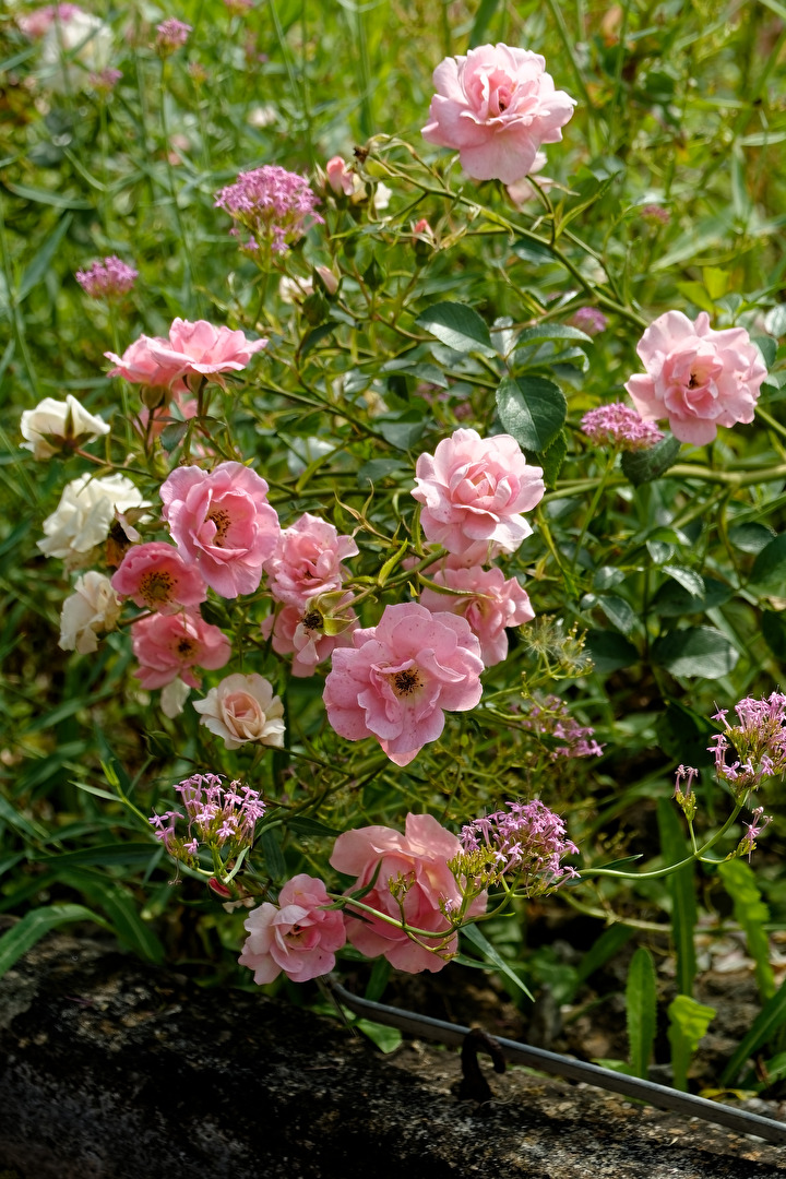 Rosen