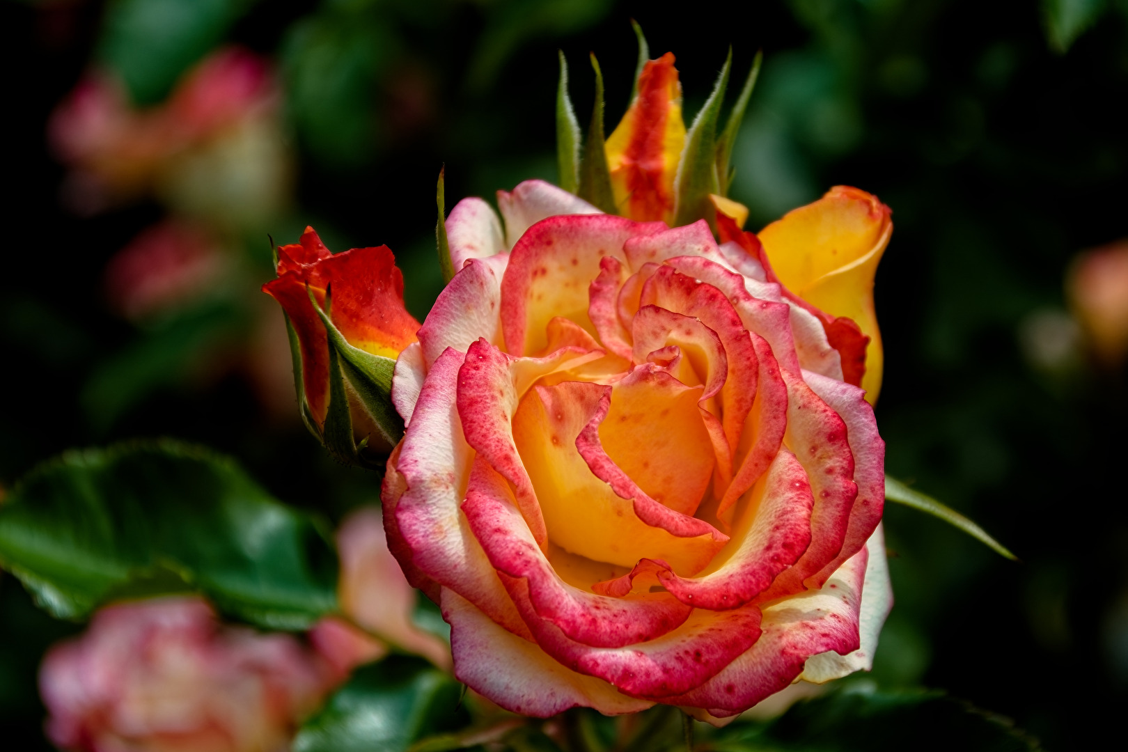 Rose