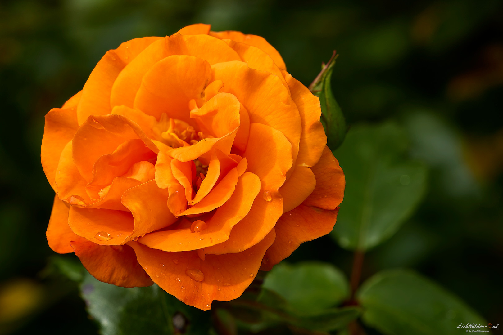 Rosengruß
