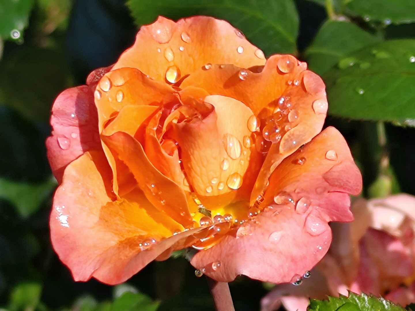 Wassertropfen
