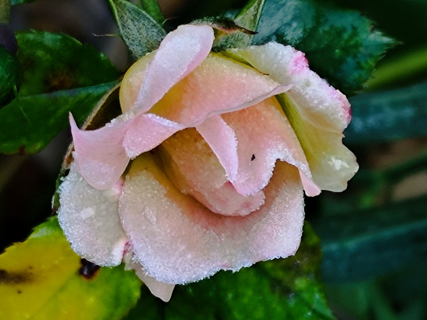 Zauber der Natur