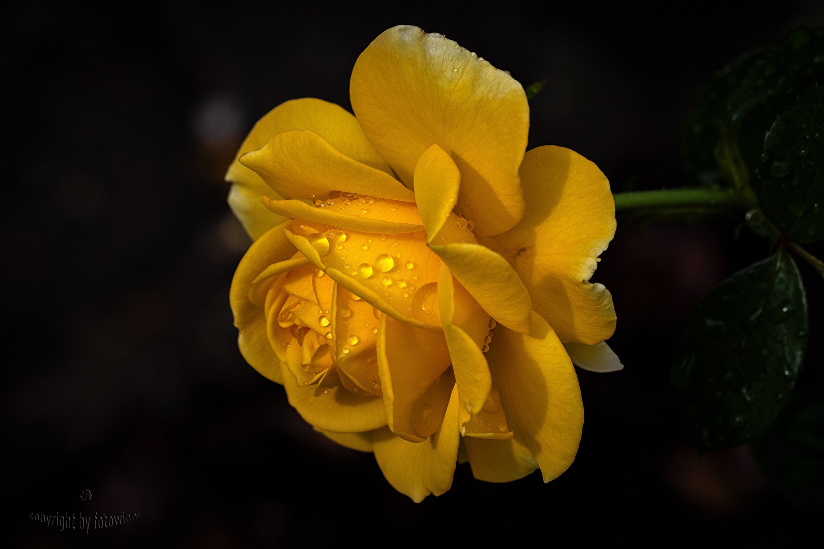 Rose