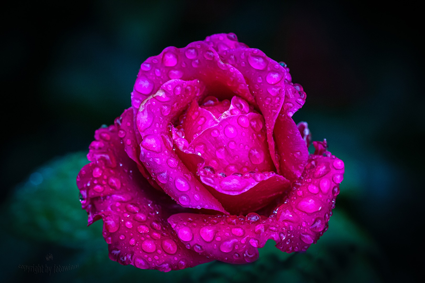 "Regenrose"