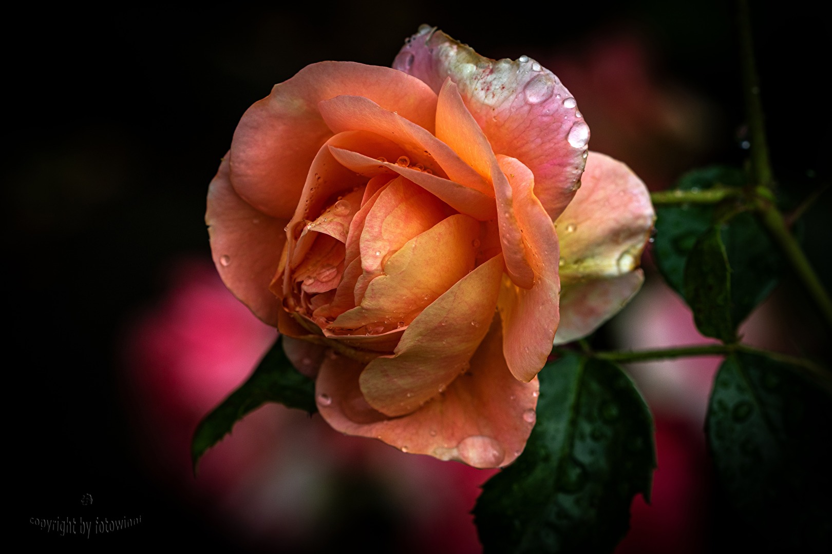 Rose
