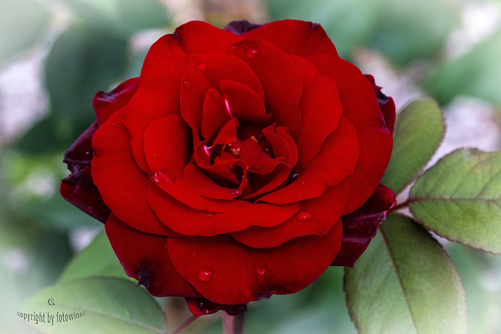 Rose