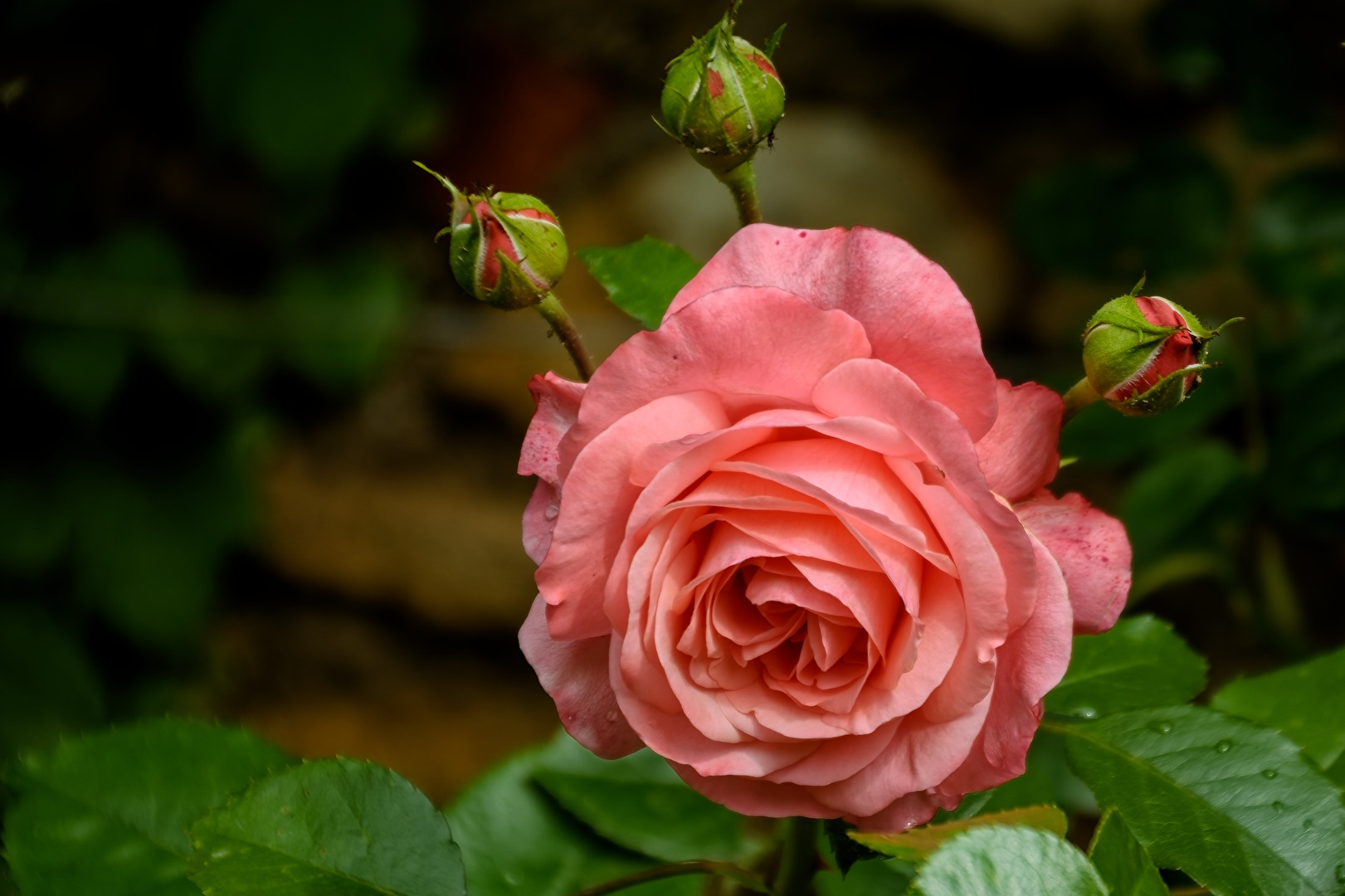 Rose