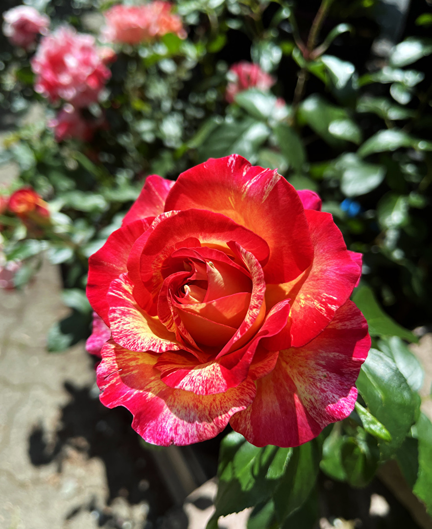 Rose1