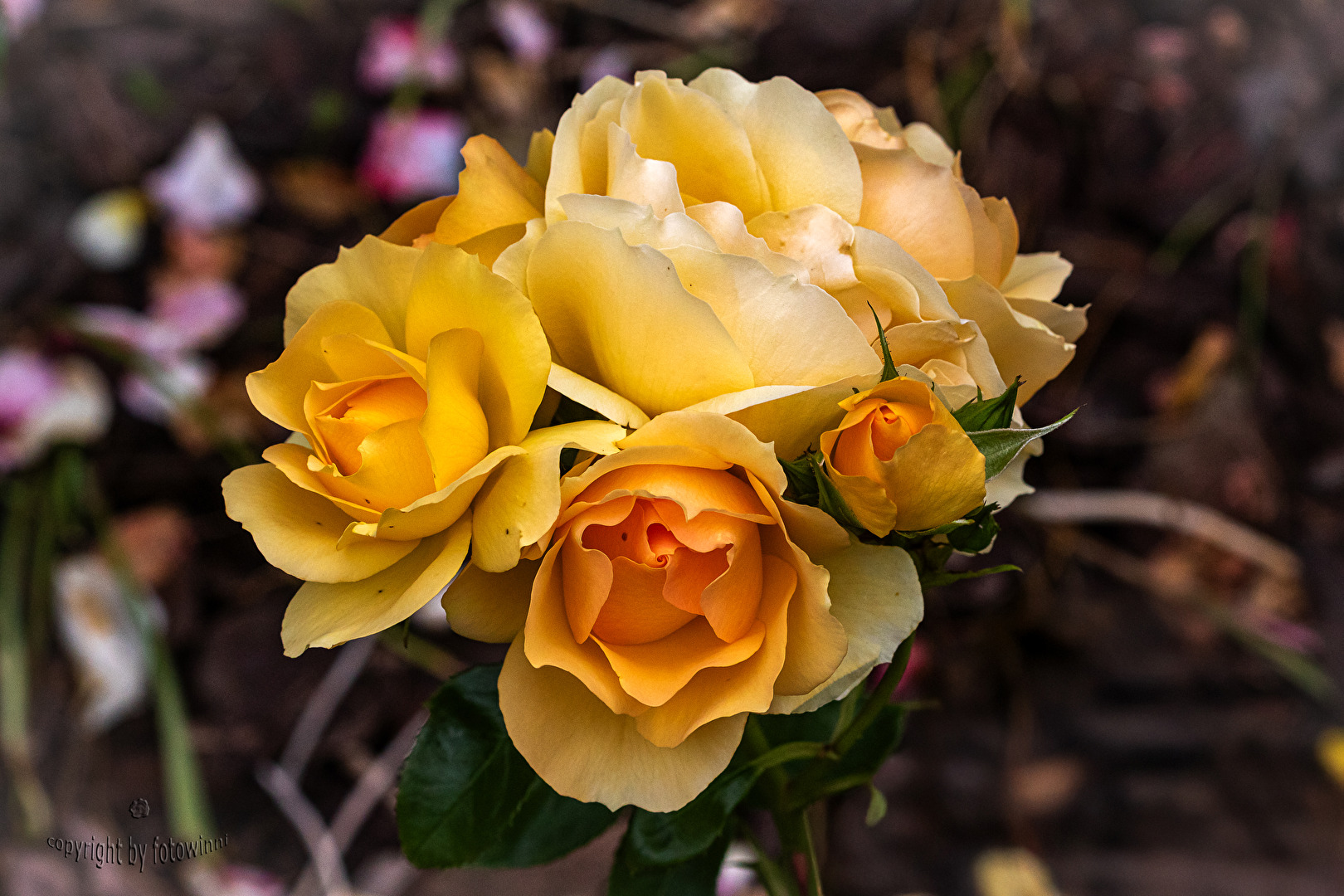 Rosen