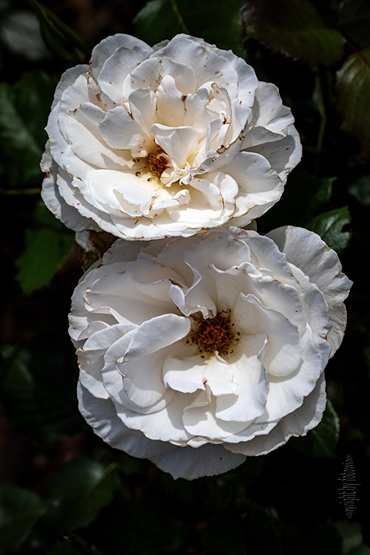 weiße Rosen - nicht aus Athen; aus meinem Garten