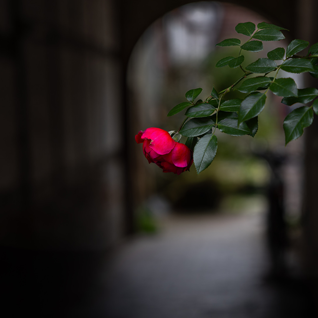 Rose zwischen Licht und Schatten