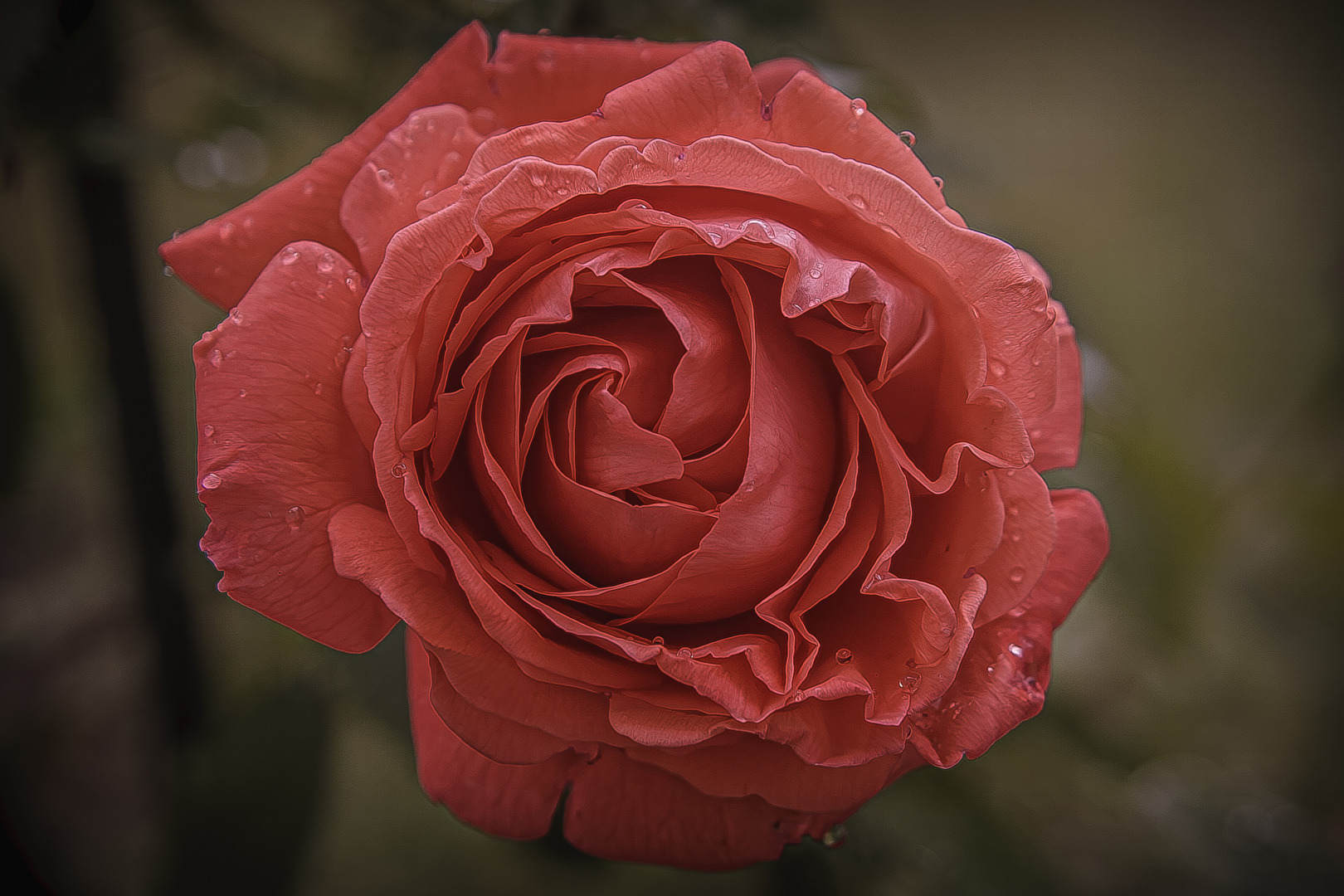 Red Rose II