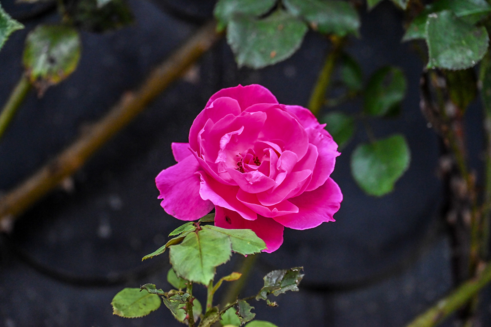 Edelrose